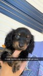 Akc mini Dachshund pups