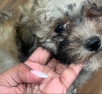 MALTIPOO PUPPY MALE $1000
