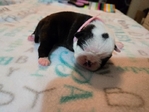 Boston Terrier Puppies