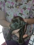 AKC Chocolate Lab puppies for sale
