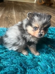 Pom Puppies AKC