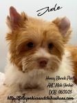 AKC Mini Male Exotic Colored Yorkies