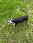 Pit puppy
