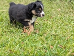 Mini Australian Shepherd Puppy
