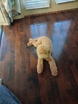 8 month old mini goldendoodle- male