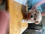 4 MALE YORKIES $400