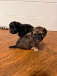 REDUCED! CKC PomChi Puppies-4Weeks Old