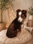 Toy aussie female!