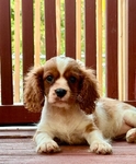 Cavalier King Charles spaniel