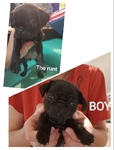 Pug puppies