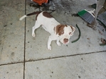 Free terrier puppies
