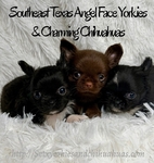 AKC Male Longcoat Applehead Chihuahuas