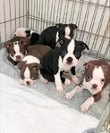 Boston Terrier puppies