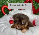 CHRISTMAS  PUPPIES  Shih Tzu;s, Yorkies, @ Maltese