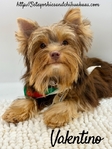 AKC Registered Male Chocolate & Tan Yorkie