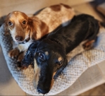 Price Negotiable Mini Dachshunds
