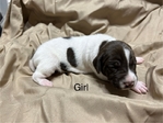 AKC GSP German Pointer Puppies