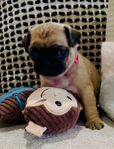 Pug Puppies
