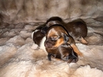 Mini Longhaired Dachshund Puppies