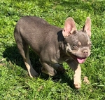 French Bulldog puppies