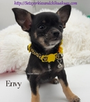 AKC Female Chihuahua