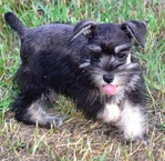 AKC Toy/Miniature Schnauzer puppies