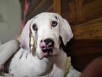 Dogs for rehoming