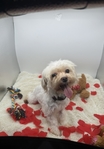 AKC Parti Yorkie & AKC Maltese