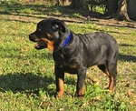 Silk (4month old European Rottweiler )