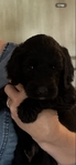 Goldendoodle