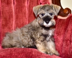 Toy/Miniature Schnauzer Male puppies