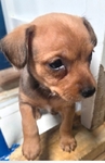 Female chihuahua puppy