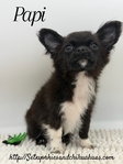 AKC Registered Male Applehead Chihuahuas