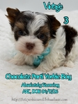 AKC Micro Male Chocolate Parti & Chocolate & Tan Yorkies
