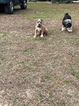 Fawn male XL American bully puppy