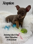 Absolutelt Stunning Male Lilac & Tan Chihuahua