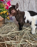 Nigerian Bottle Baby Goats