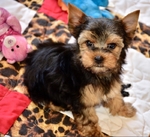 AKC Yorkie Puppies
