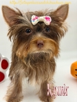 Gorgeous Tiny AKC Registered Female Yorkies