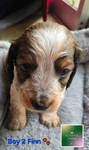 >🐾 BEAUTIFUL AKC MINI DACHSHUNDS AVAILABLE IN SETX! 🐾