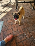 6 month old female Pug. Rehoming