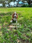 Beagle puppies AKC