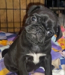 Black Pug For Adoption