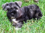 AKC Toy/Miniature Schnauzer puppies
