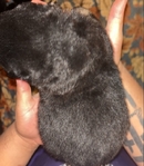 Full blooded German Shepherd pups