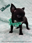 AKC Silky Micro Male Chihuahua