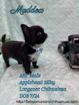AKC  Stunning Longcoat Micro Chihuahuas