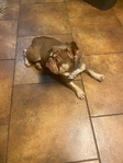 ROJO Male French Bulldog