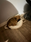 Puppies need to be rehomed