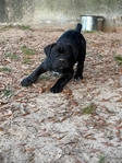 CANE CORSO PUPPIES